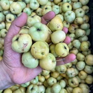 Alıç Yabani 1 Kg.