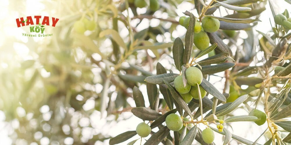 Hatay Zeytinleri Rehberi: Halhalı Kırma, Salamura ve Yağlık Çeşitler (Hasat Zamanı, Tuzlama Teknikleri, Kullanım Önerileri