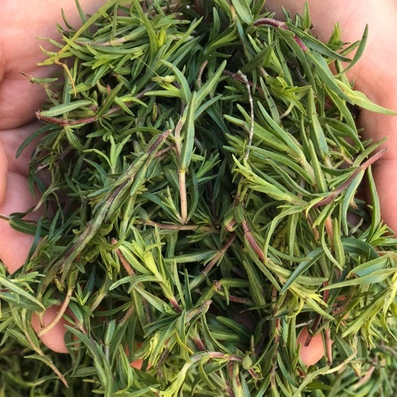 Taze Zahter ( Dağ Kekiği ) NİSAN,MAYIS AYINDA STOKTA