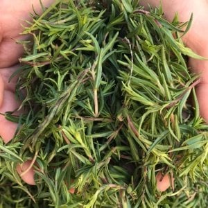 Taze Zahter ( Dağ Kekiği ) NİSAN,MAYIS AYINDA STOKTA