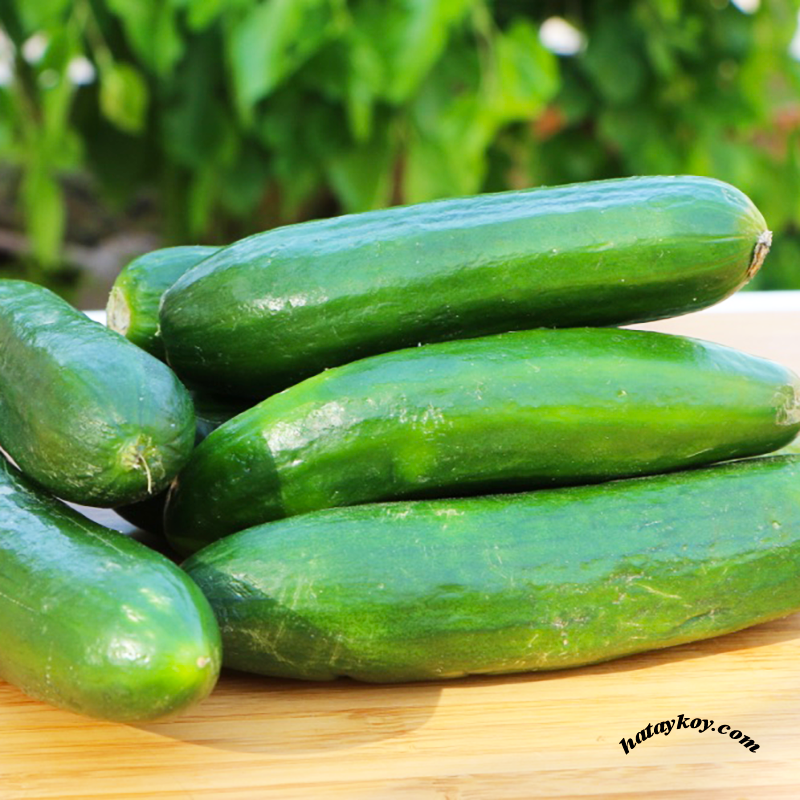 Samandağ Yerli Salatalık (1000 Gr.)