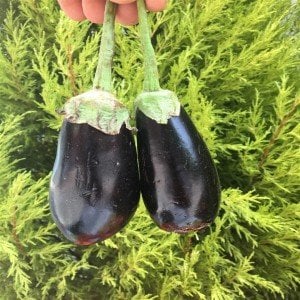 Topak Patlıcan(1000gr )