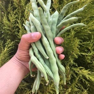 Ayşe Kadın Fasulye 1000 Gr.
