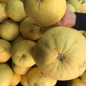 Şadok Ağaç Kavunu (3 Kg.)